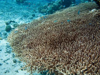 CotW: Acropora indonesia