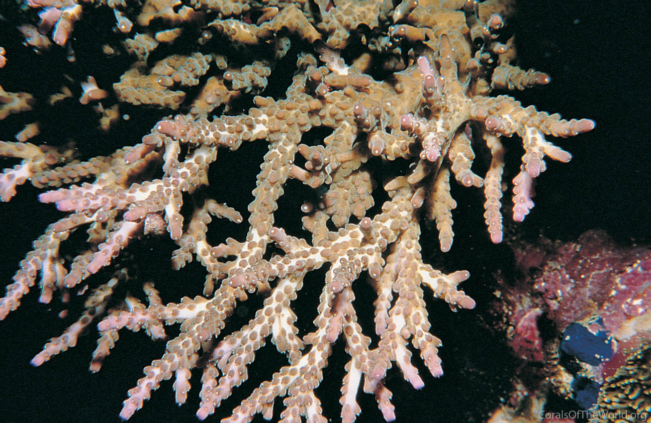 Acropora insignis
