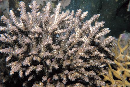 CotW preview: Acropora insignis