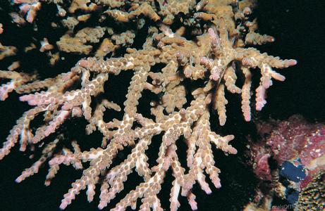 CotW: Acropora insignis