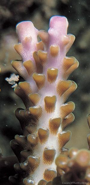 CotW: Acropora insignis