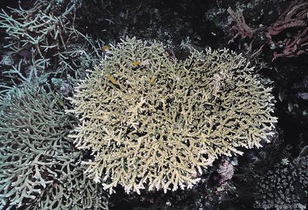 CotW: Acropora insignis