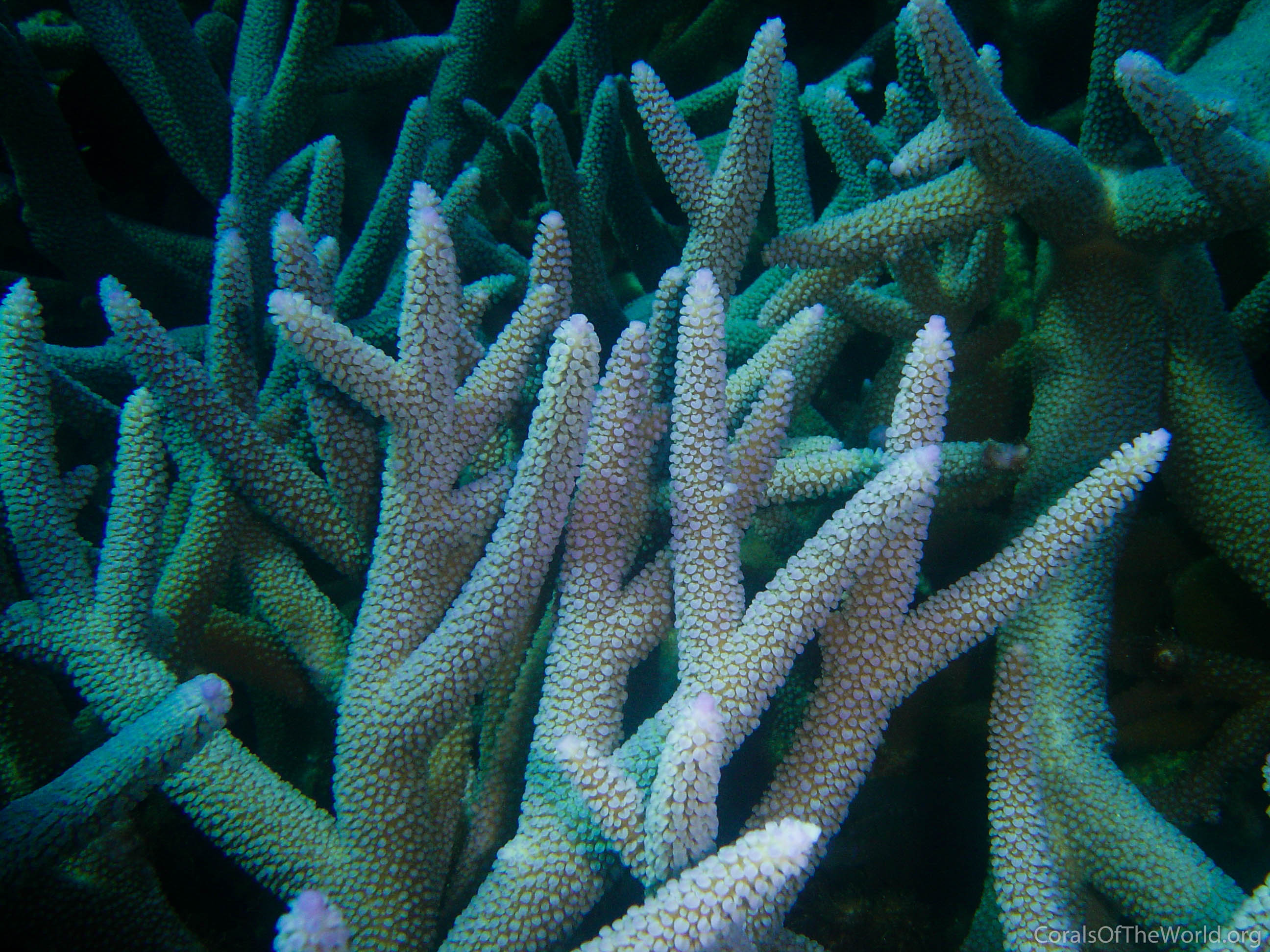 Acropora intermedia