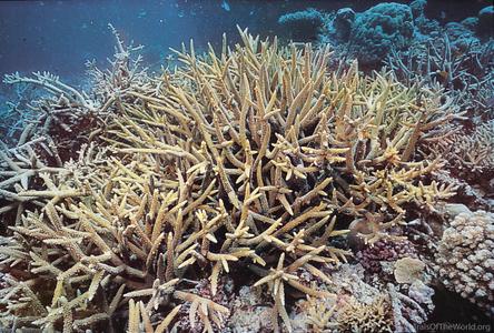CotW: Acropora intermedia