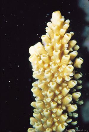 CotW: Acropora intermedia