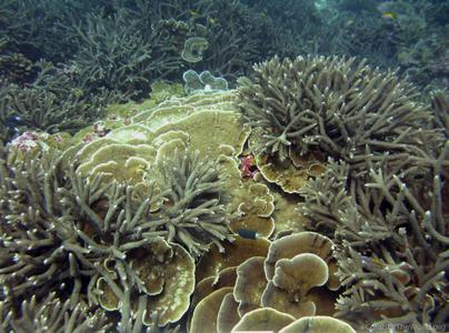 CotW: Acropora intermedia