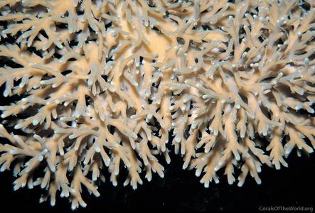 CotW: Acropora jacquelineae