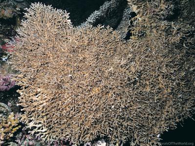 CotW: Acropora jacquelineae