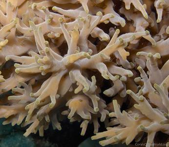 CotW: Acropora jacquelineae