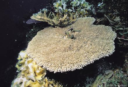 CotW: Acropora jacquelineae