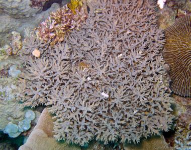 CotW: Acropora jacquelineae