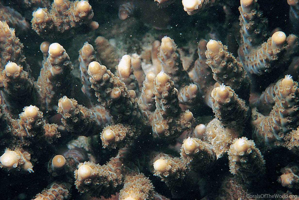 Acropora japonica