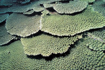 CotW: Acropora japonica