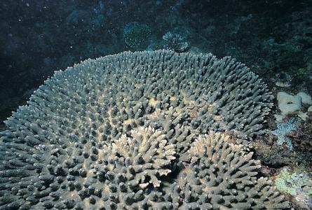 CotW: Acropora japonica