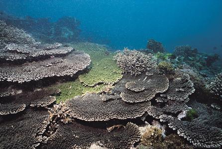 CotW: Acropora japonica