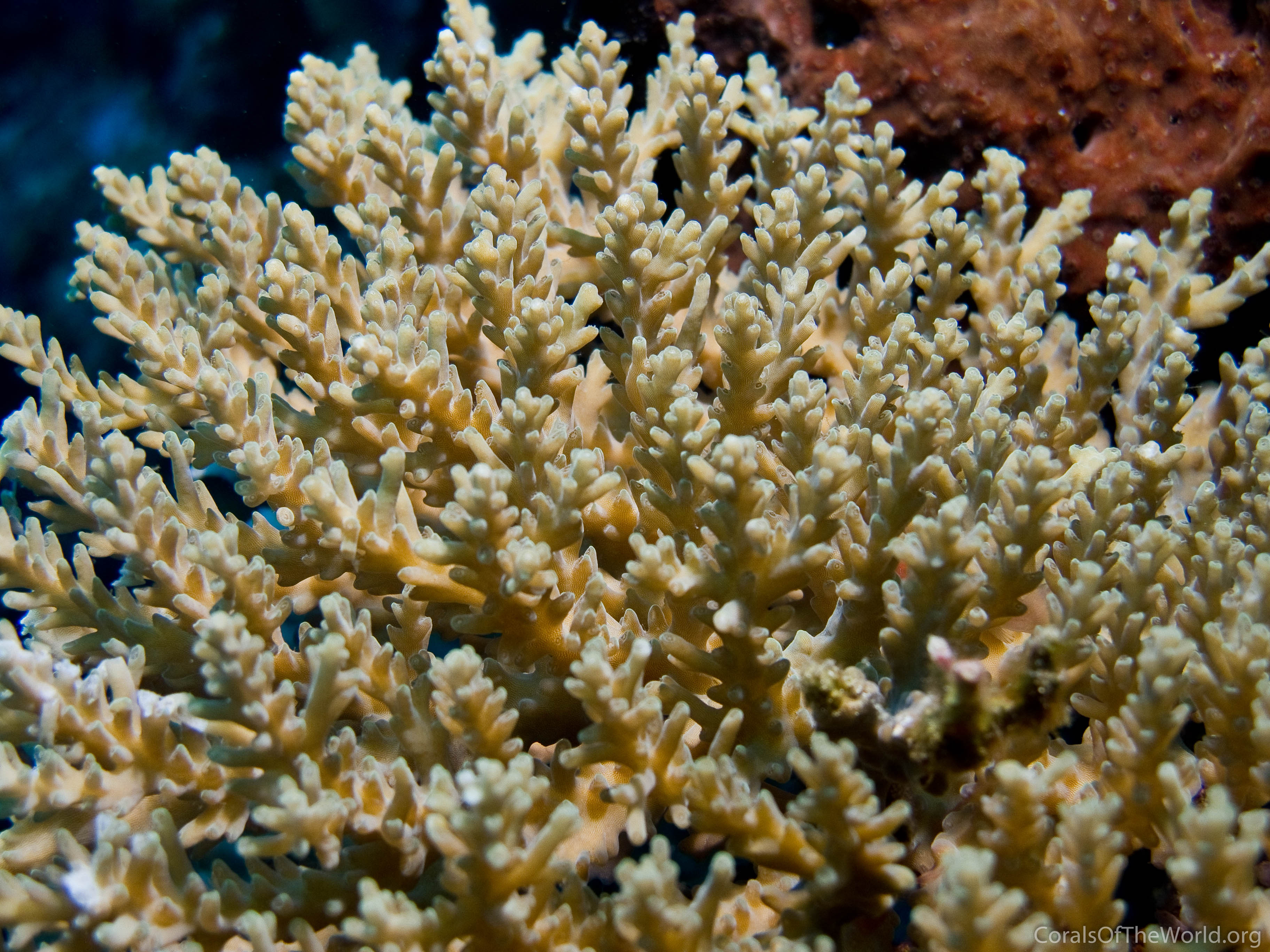 Acropora kimbeensis