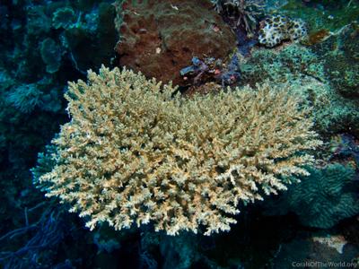 CotW preview: Acropora kimbeensis