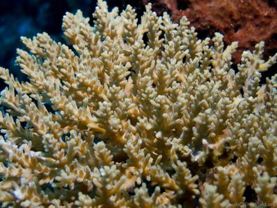 CotW: Acropora kimbeensis