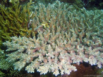 CotW: Acropora kimbeensis