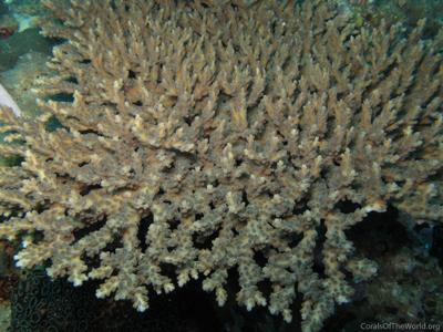 CotW: Acropora kimbeensis