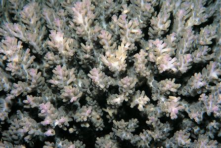 CotW: Acropora kimbeensis
