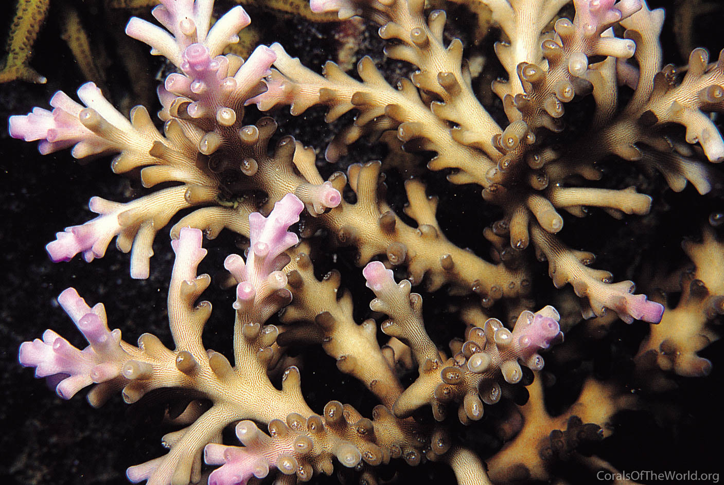 Acropora kirstyae