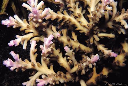 CotW: Acropora kirstyae