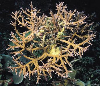CotW: Acropora kirstyae
