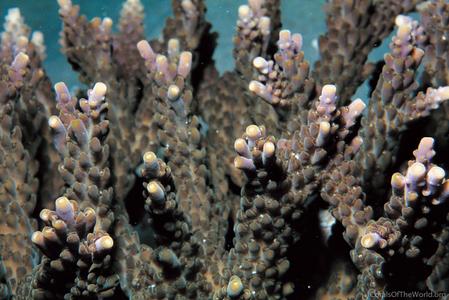 CotW preview: Acropora kosurini