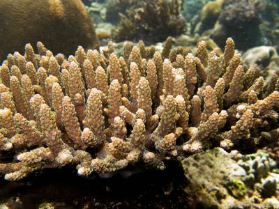CotW preview: Acropora kosurini