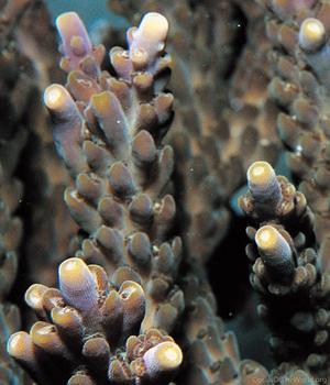 CotW: Acropora kosurini