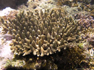 CotW: Acropora kosurini