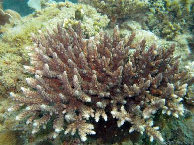 CotW: Acropora kosurini