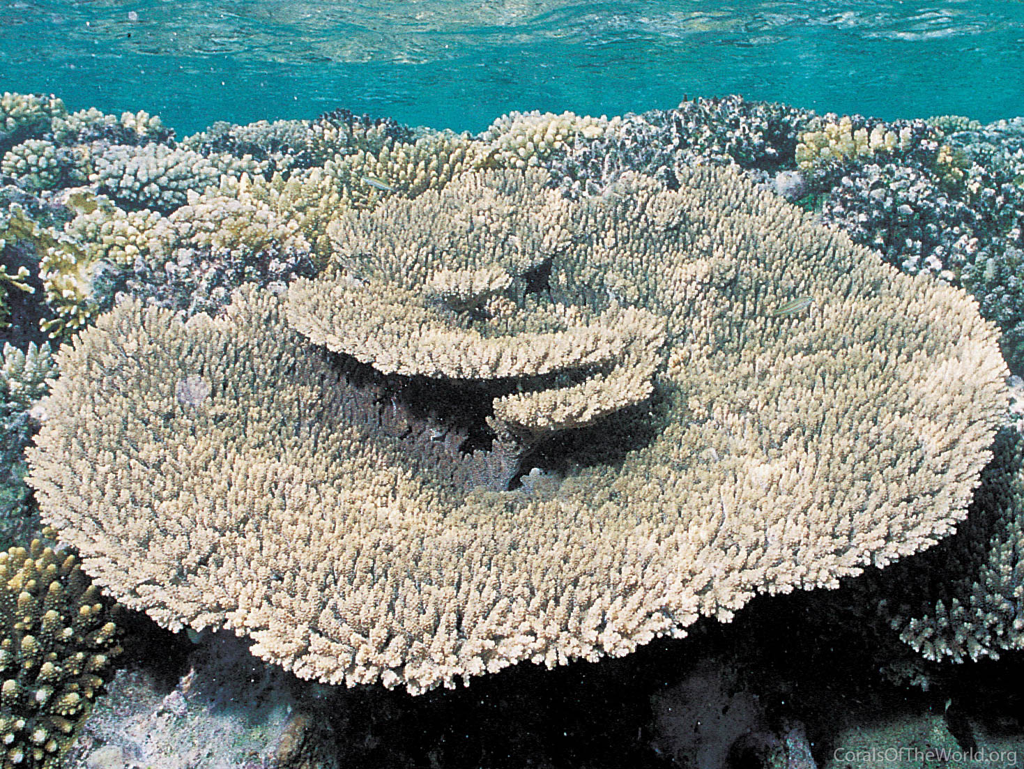 Acropora lamarcki