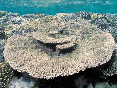 CotW: Acropora lamarcki