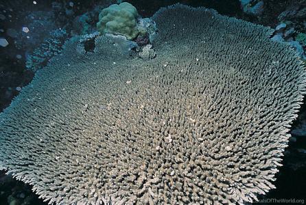 CotW: Acropora lamarcki