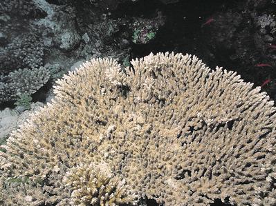 CotW: Acropora lamarcki