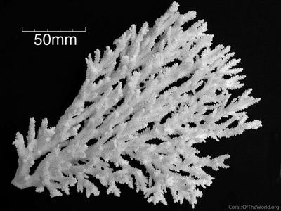 CotW: Acropora lamarcki