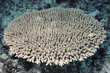 CotW preview: Acropora latistella