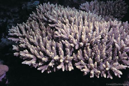 CotW: Acropora latistella