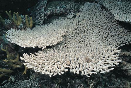 CotW: Acropora latistella