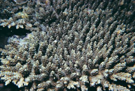 CotW: Acropora latistella