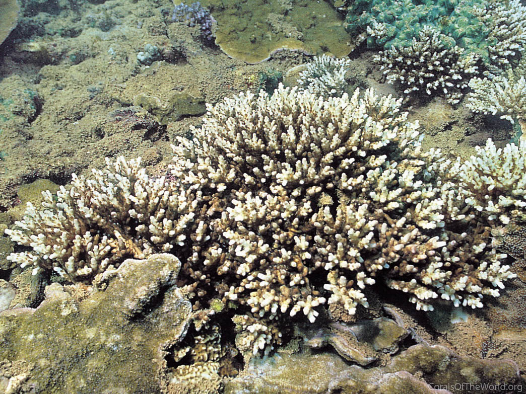 Acropora lianae