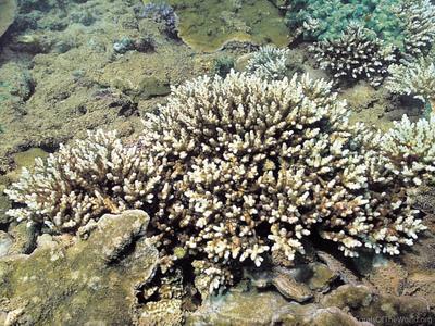 CotW: Acropora lianae