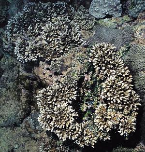 CotW: Acropora lianae
