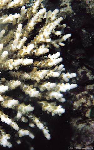 CotW: Acropora lianae