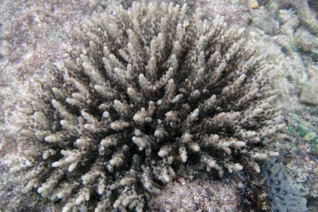 CotW: Acropora lianae