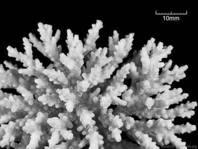 CotW: Acropora lianae