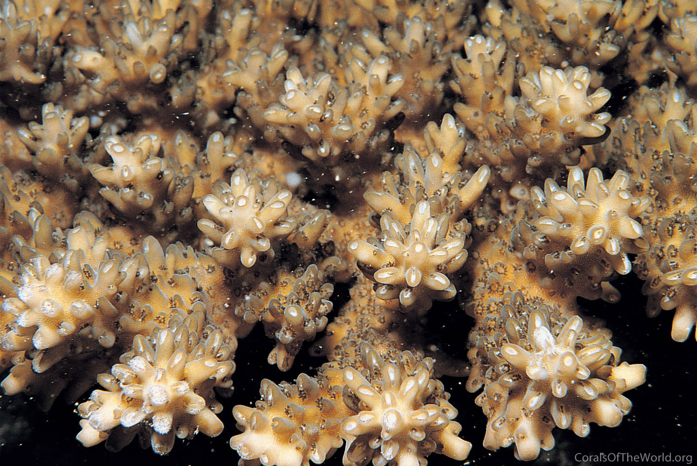 Acropora listeri