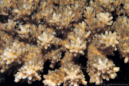 CotW preview: Acropora listeri